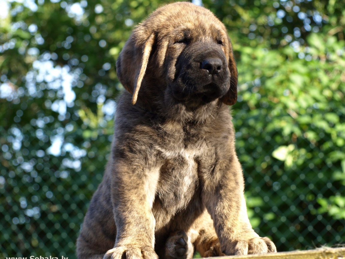 Маленький Испанский мастиф на столе