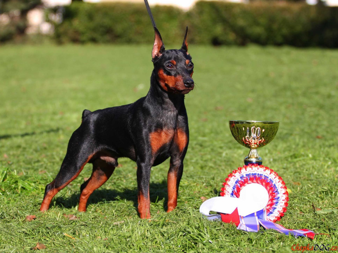 Miniature Pinscher and his prizes