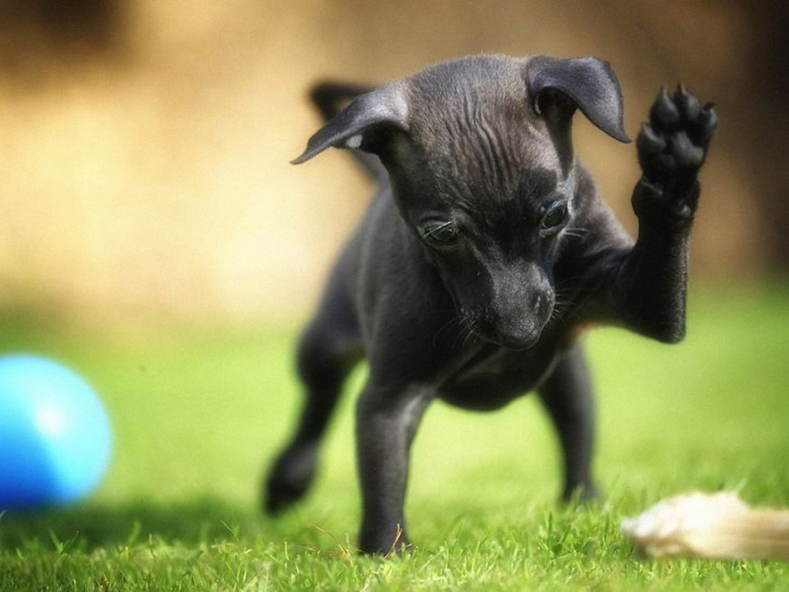 Карликовый пинчер играет во дворе