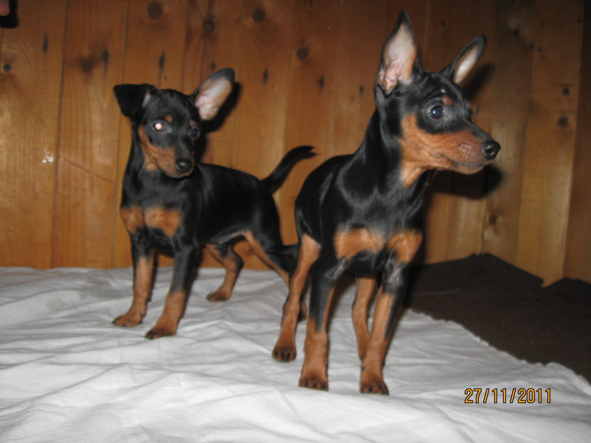 Миниатюрные пинчеры на кровати