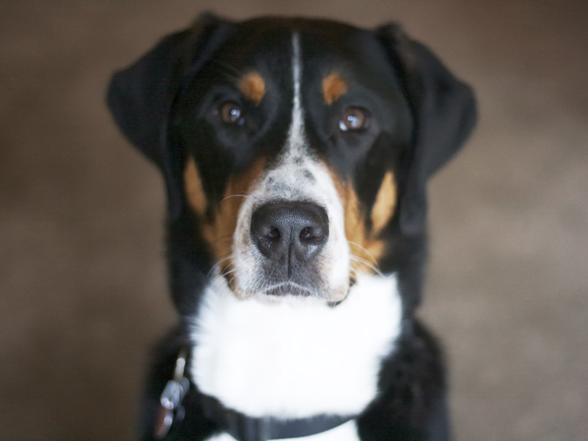 Нос большого швейцарского зенненхунда