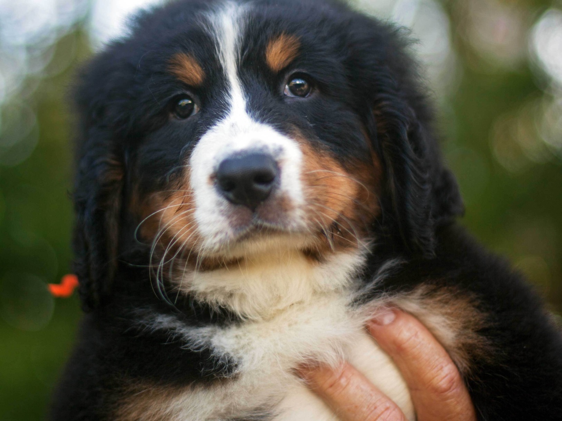 Портрет красивого щенка бернской пастушьей собаки