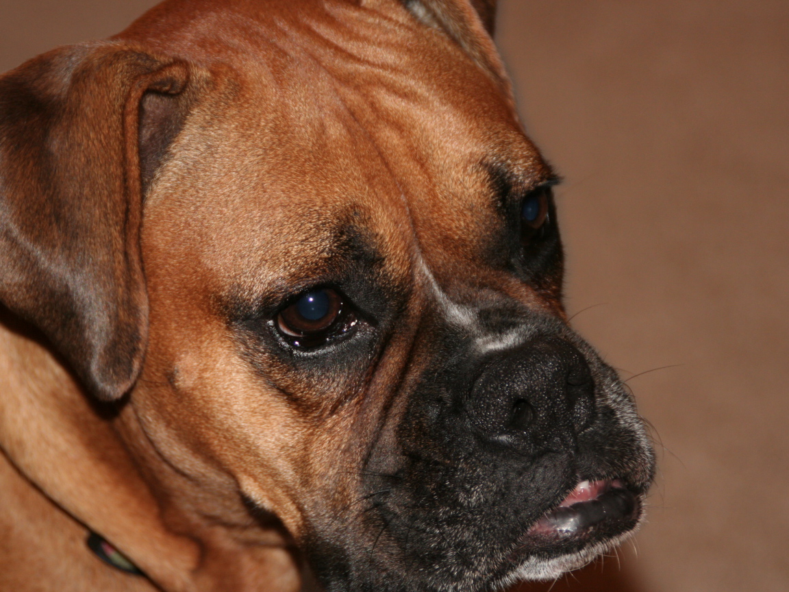 Портрет боксёра на коричневом фоне