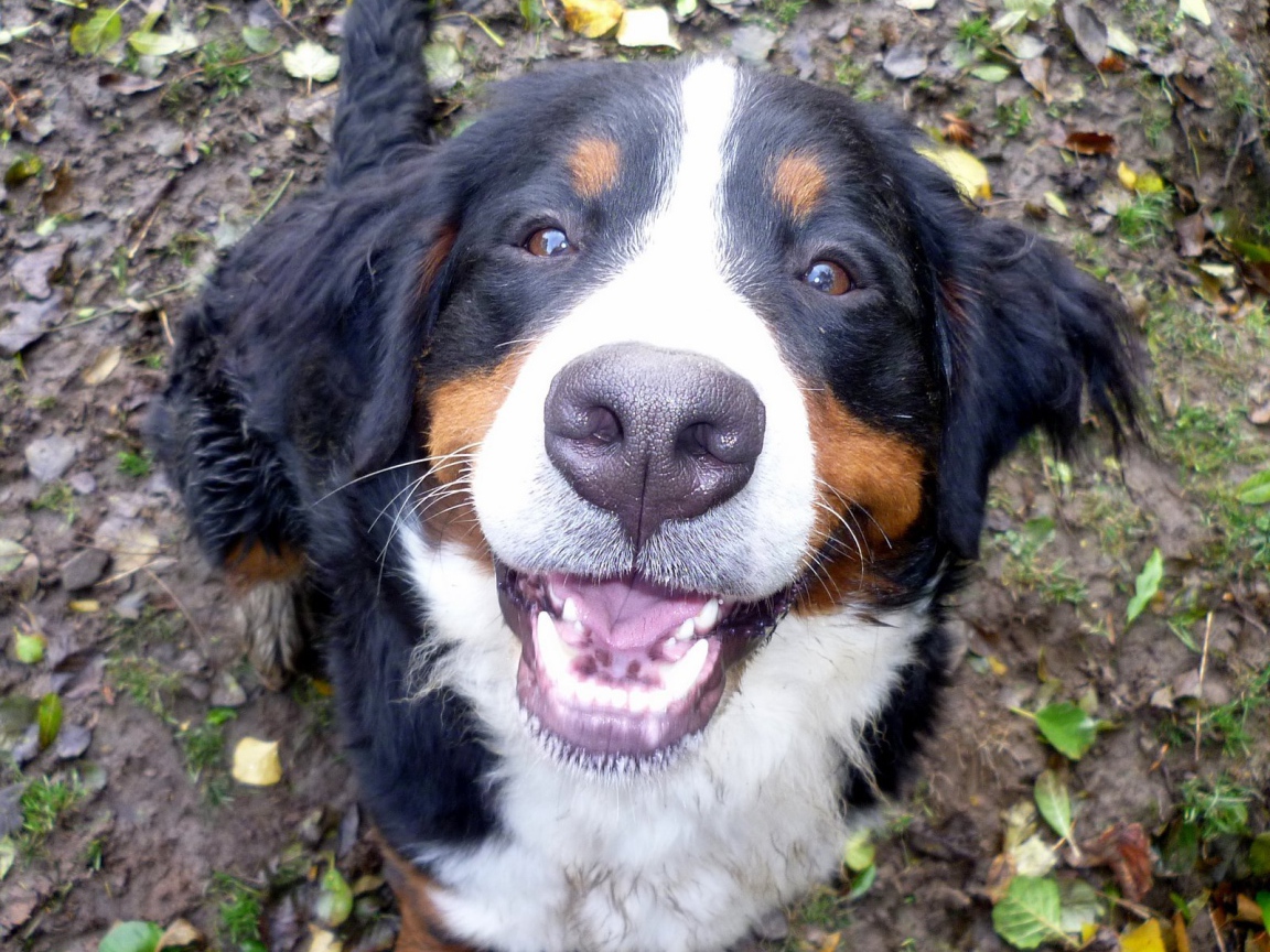 Portrait of a smiling Bernese Mountain dog