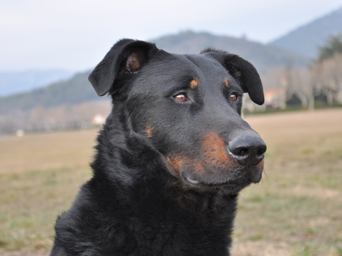 Портрет взрослого босерона
