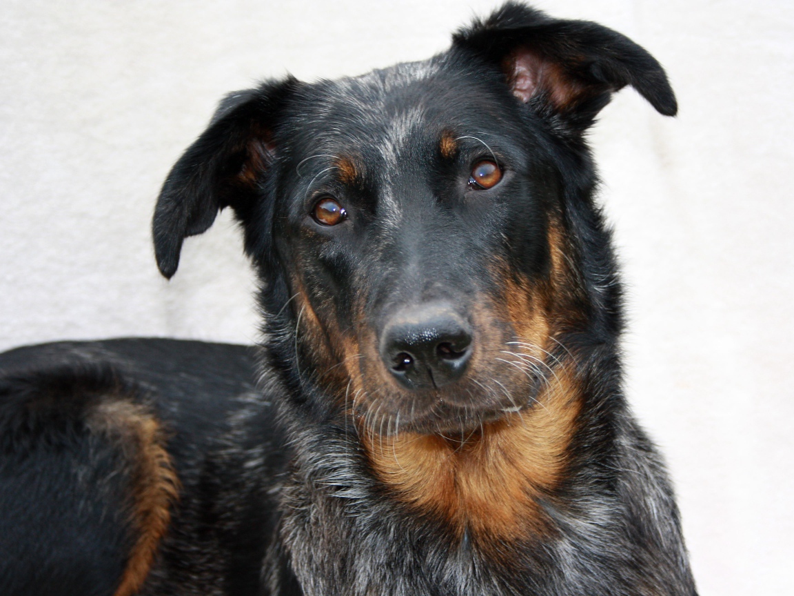 Портрет милого босерона на светлом фоне