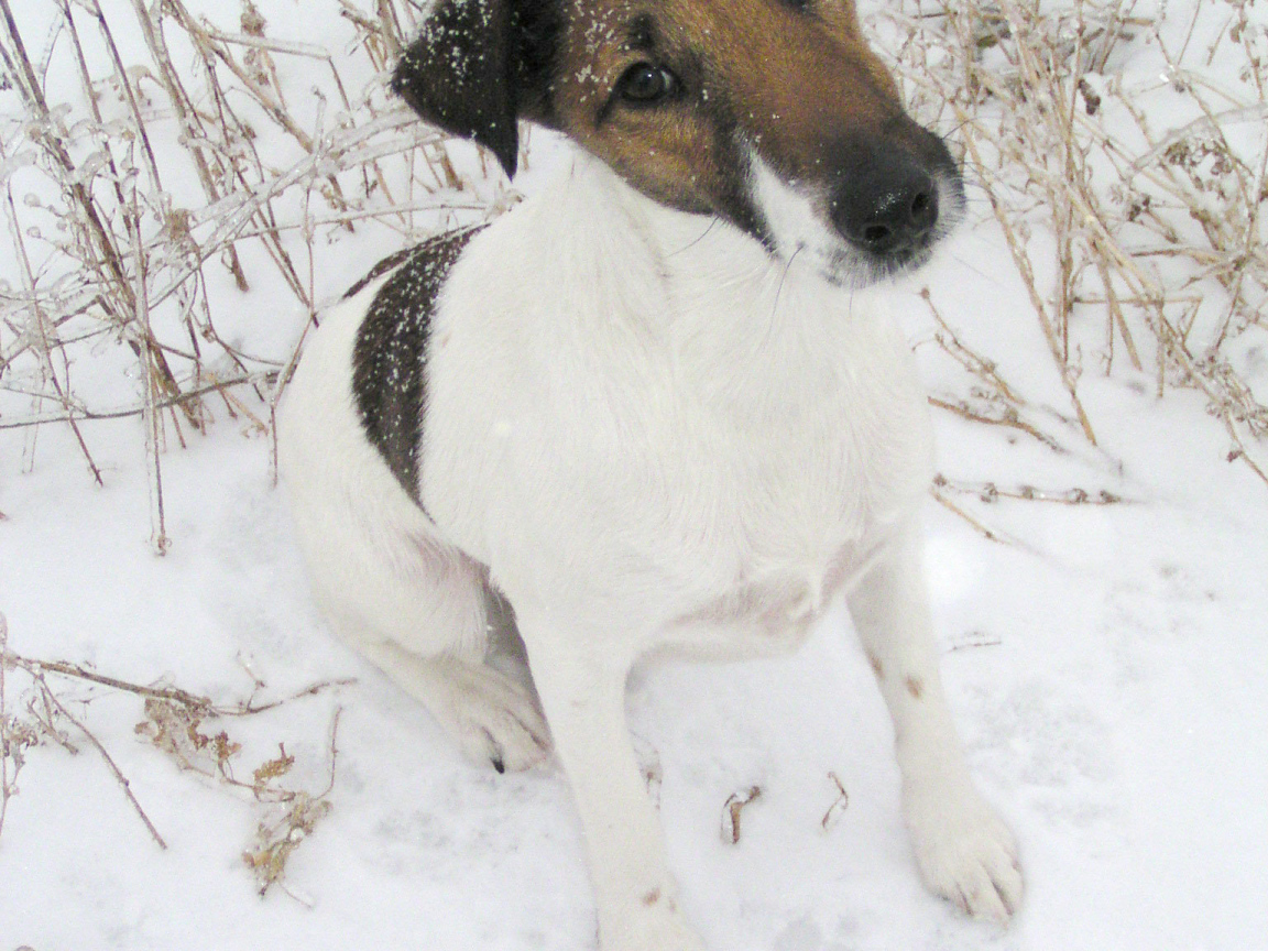 Puppy Fox terrier on the snow