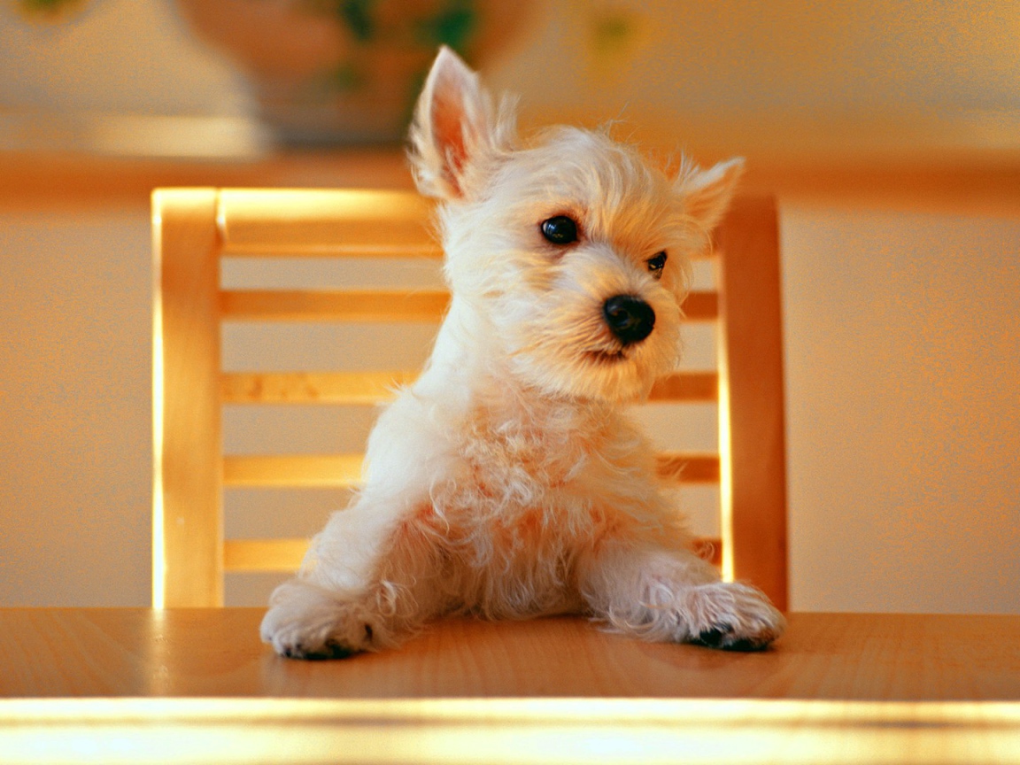 Щенок за столом