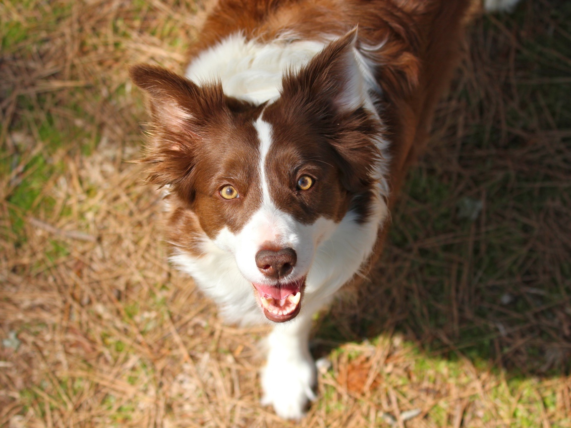 Рыжая бордер-колли смотрит на фотографа