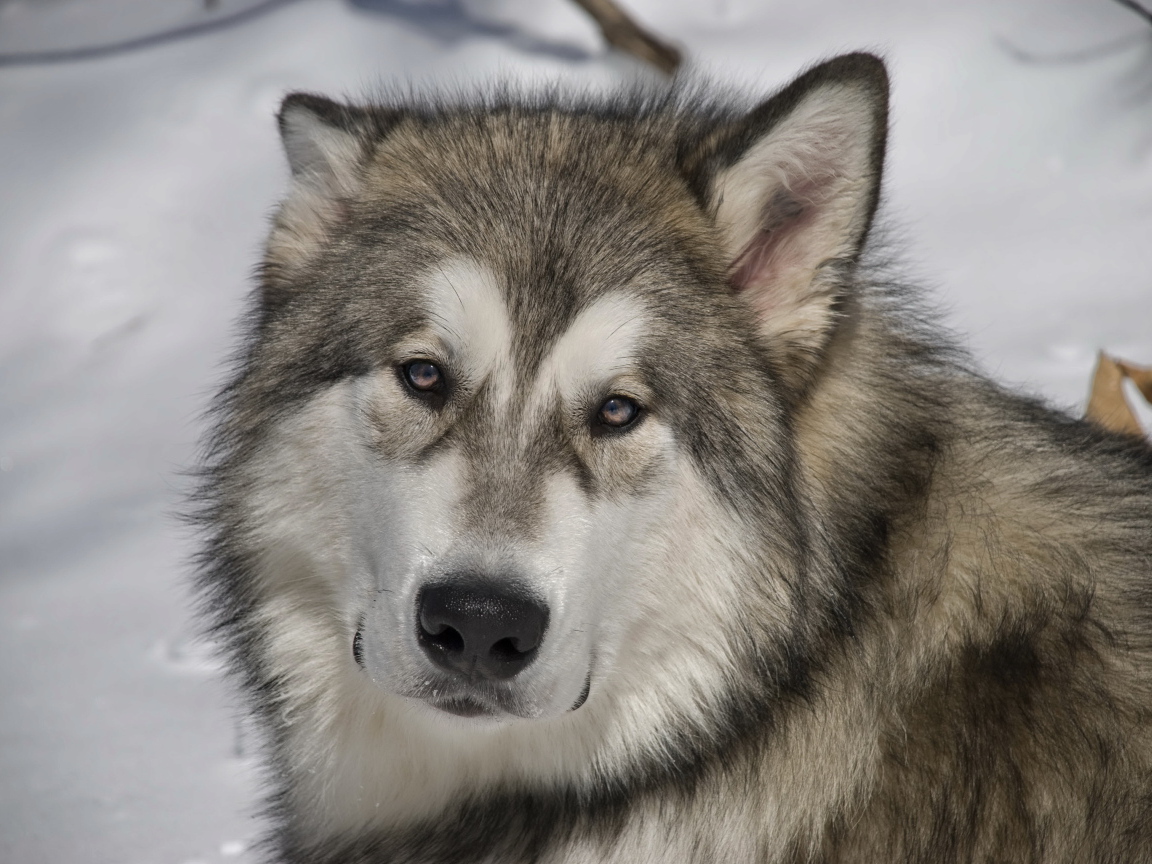 Грустный аляскинский маламут