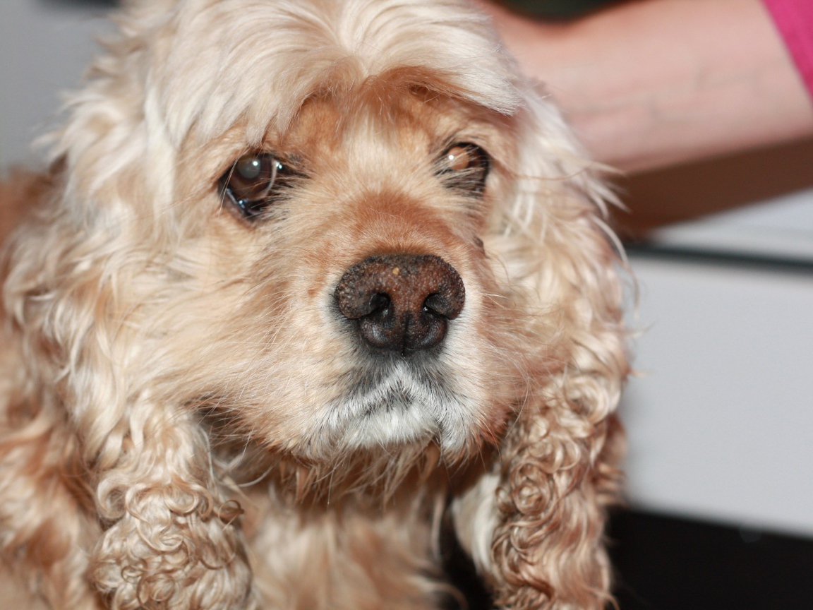 Грустный американский кокер-спаниель