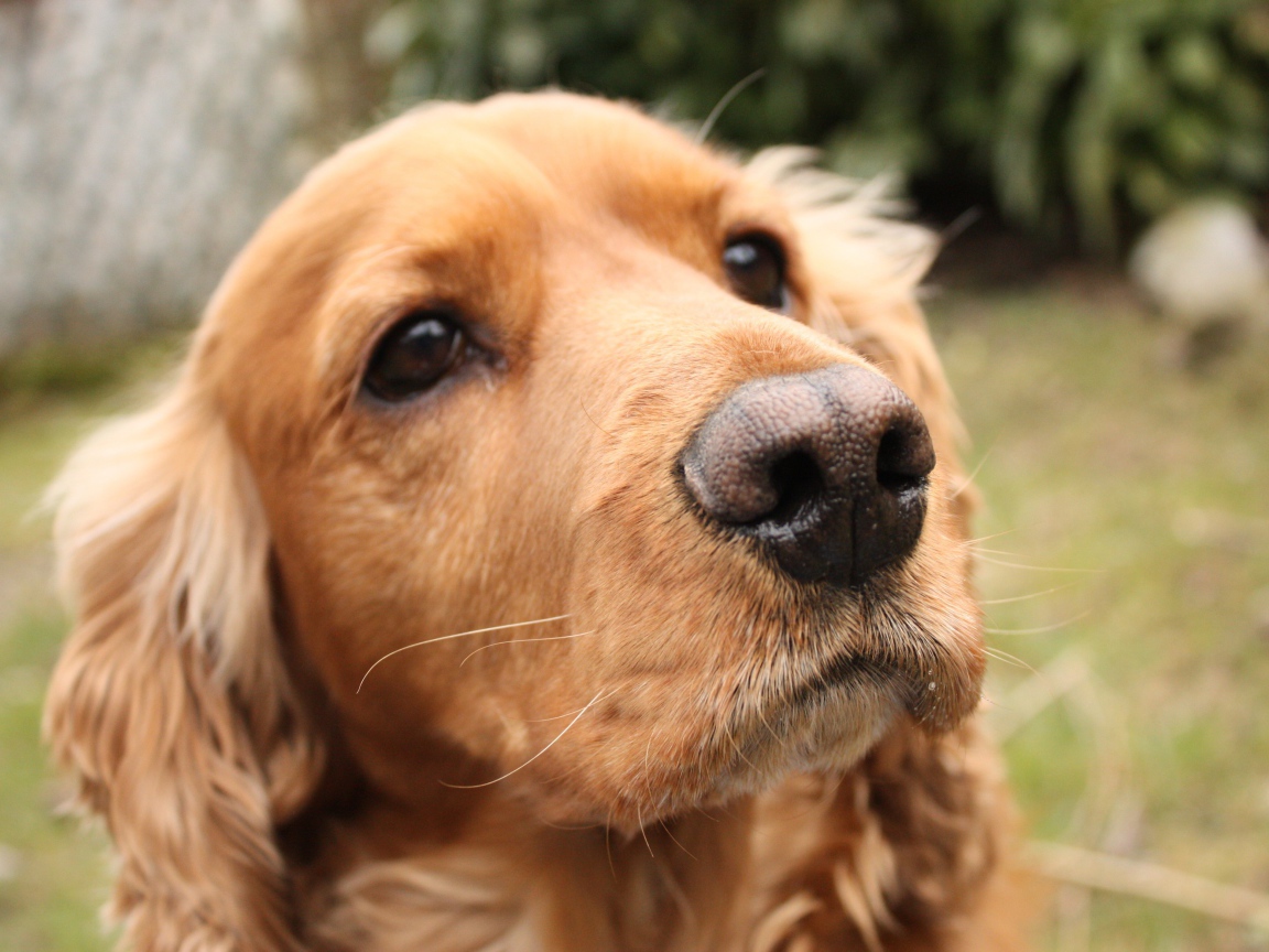 Грустный английский кокер-спаниель