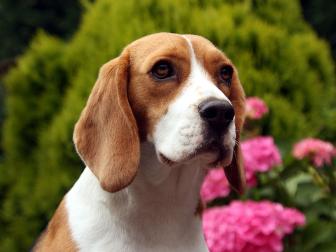 Грустная собака породы бигль на фоне цветов
