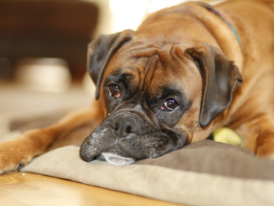 Грустный боксёр лежит на своём месте