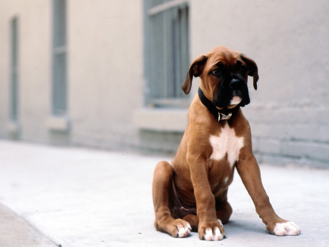 Грустный щенок боксёра сидит на тротуаре