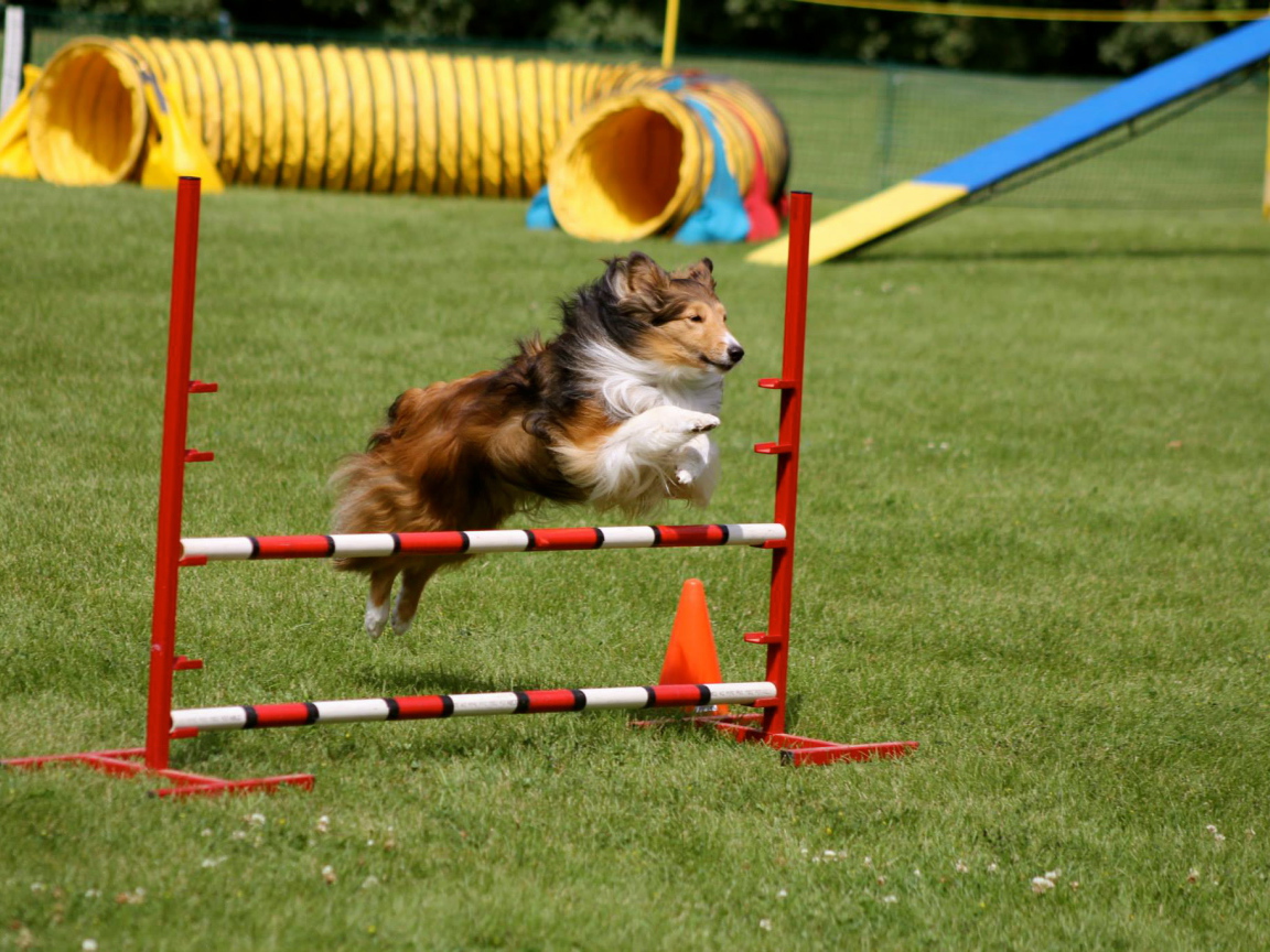 Собака породы шелти выполняет команду барьер