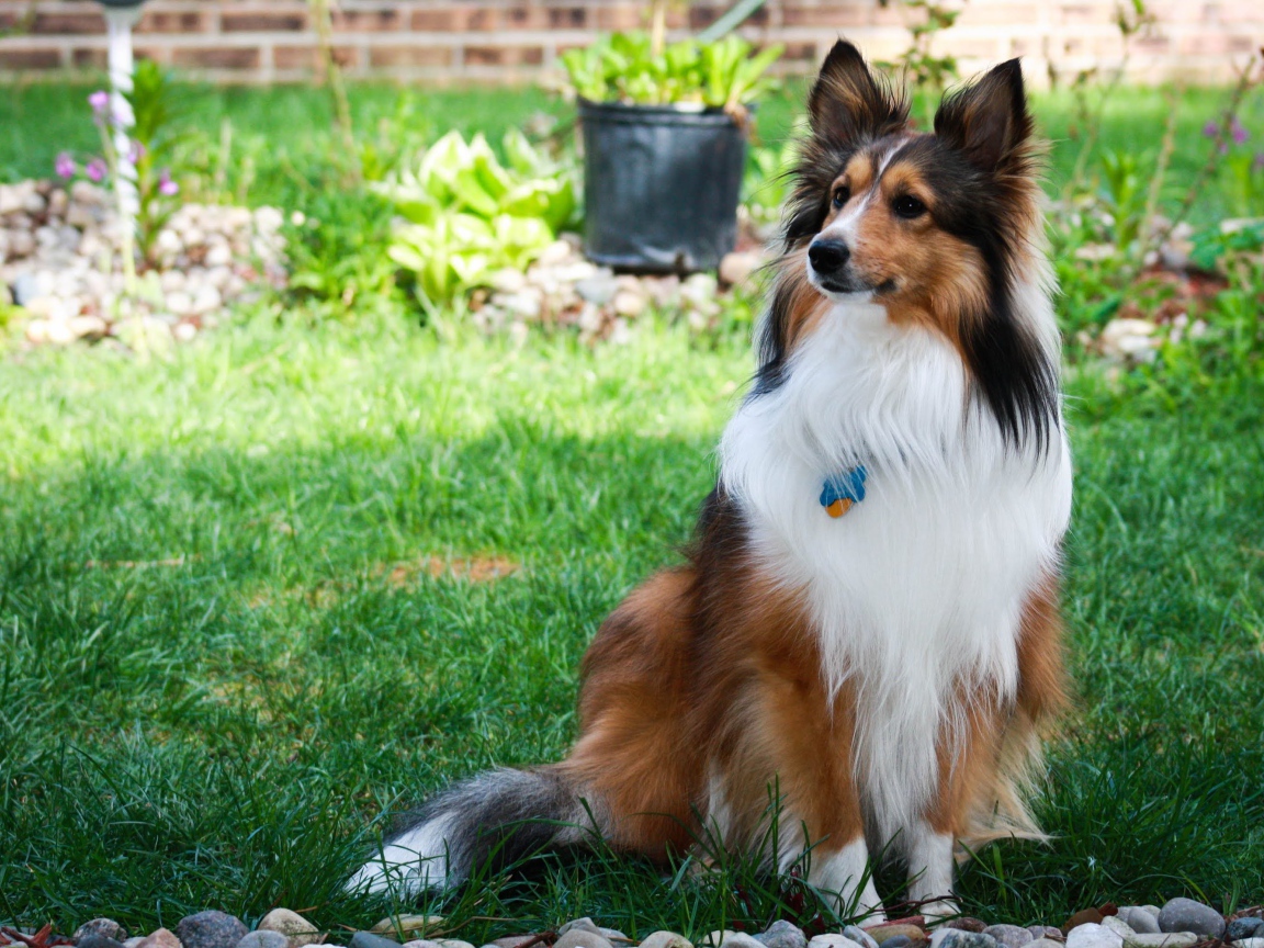Собака породы шелти сидит во дворике