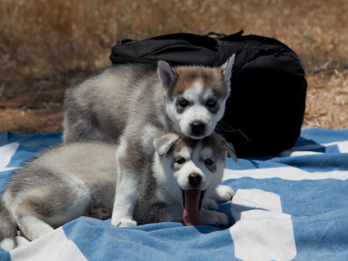 Сибирский хаски защищает свою сестру