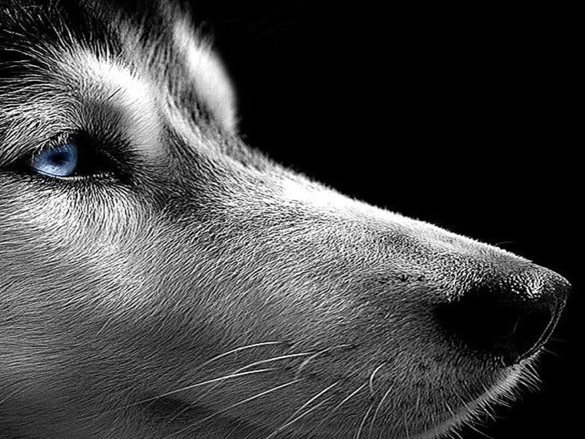 Сибирский хаски на черном фоне