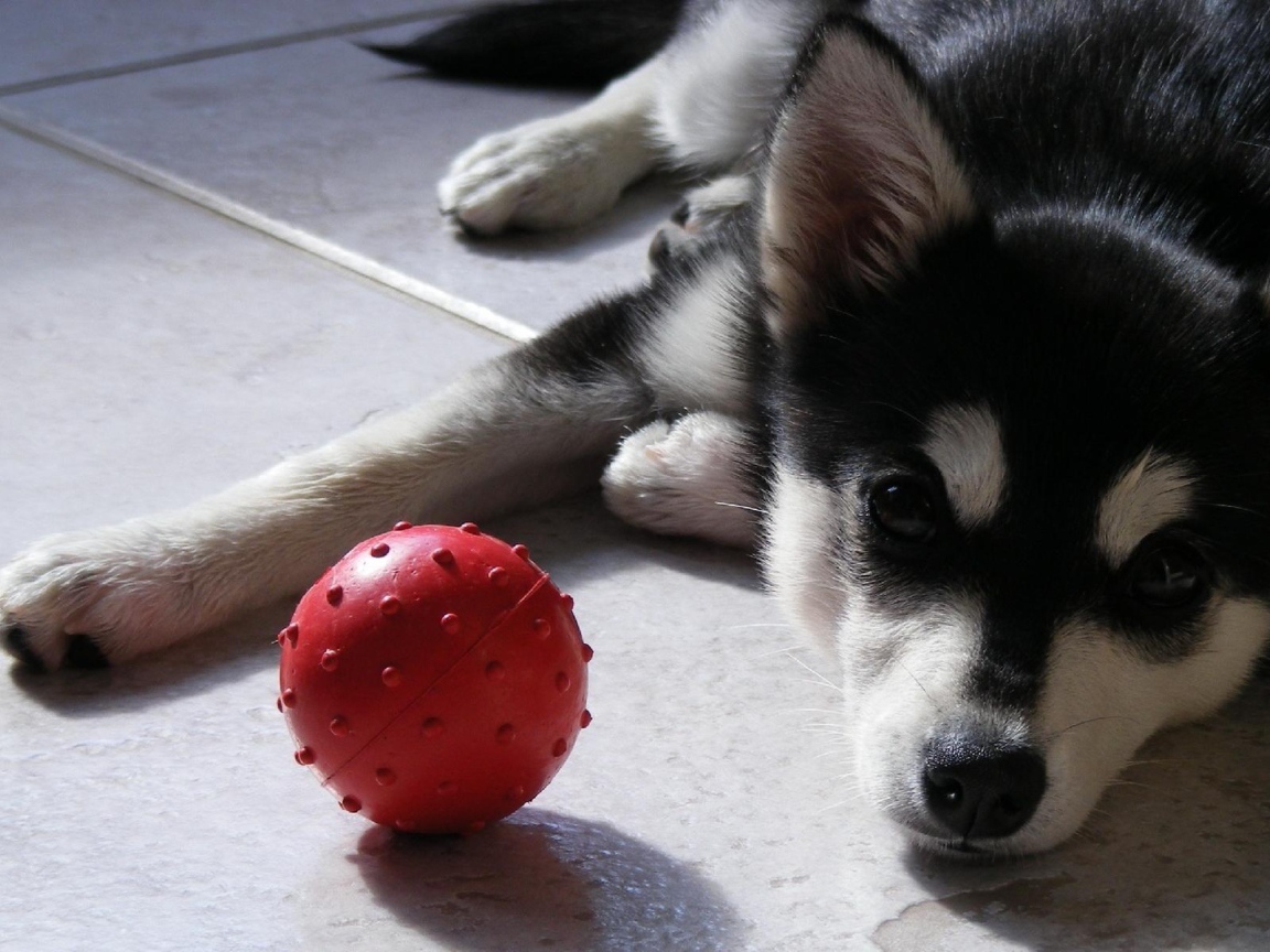 Сибирский хаски с красным мячом