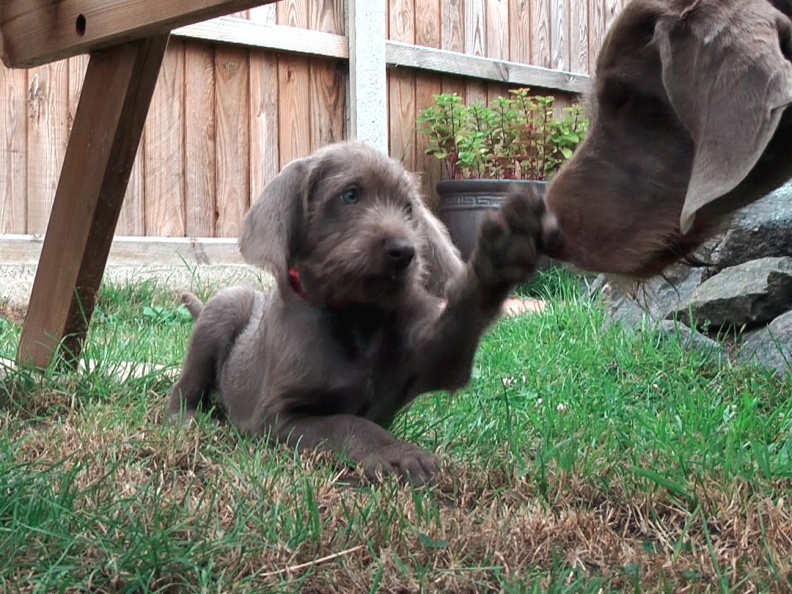 Словацкий Пойнтер играет с матерью