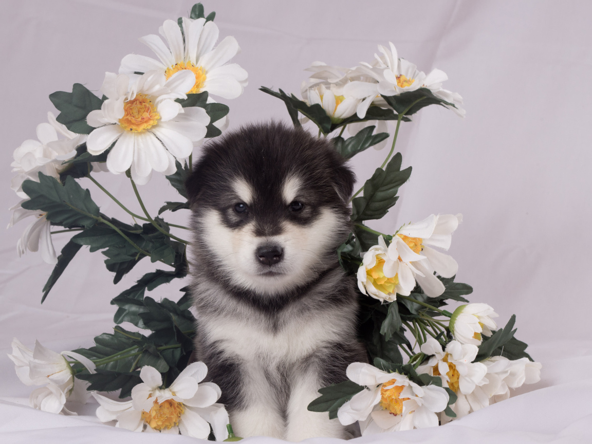 Маленький аляскинский маламут в цветах