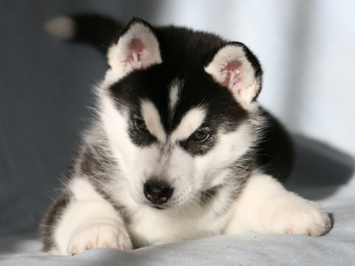 Щенок Сибирский хаски