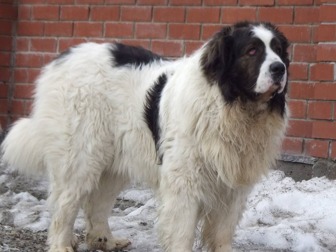 Испанский мастиф у кирпичной стены