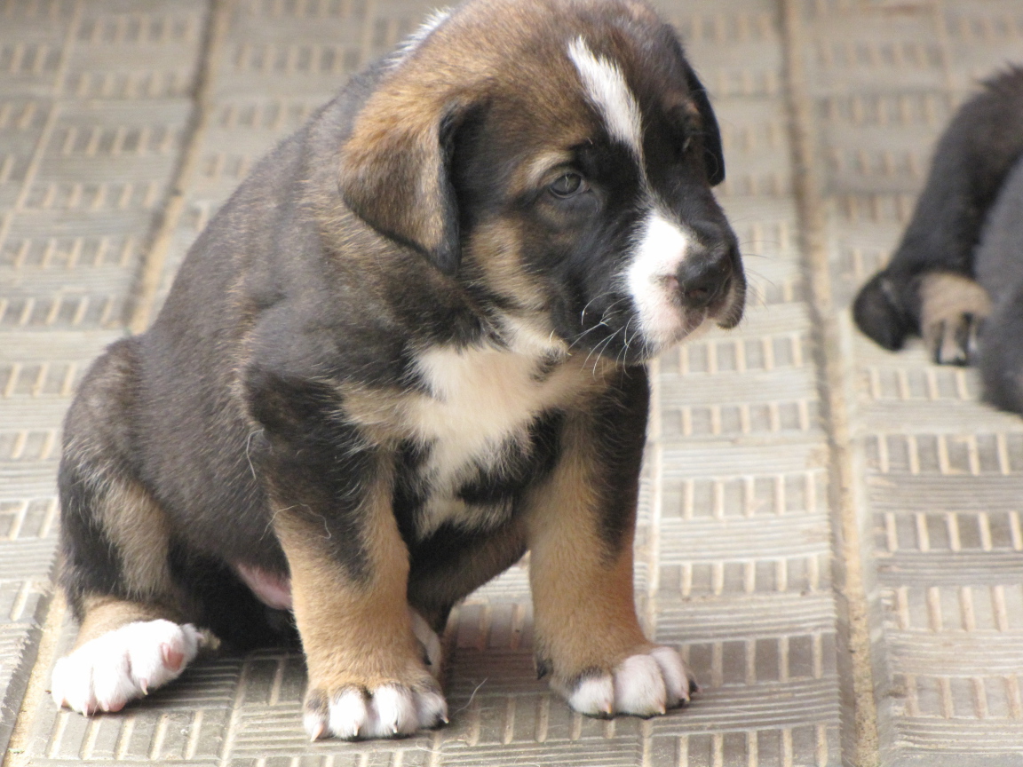 Испанский мастиф сидит на полу