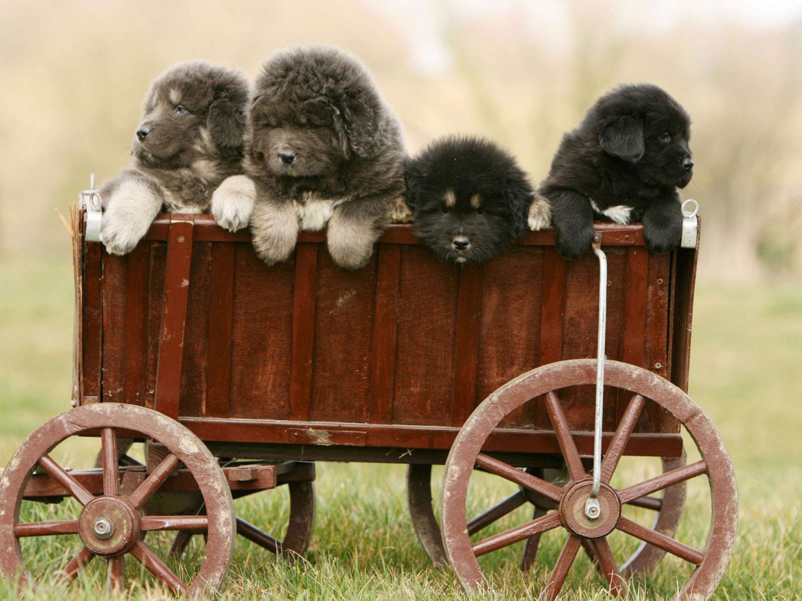 Полный вагон щенков тибетского мастифа