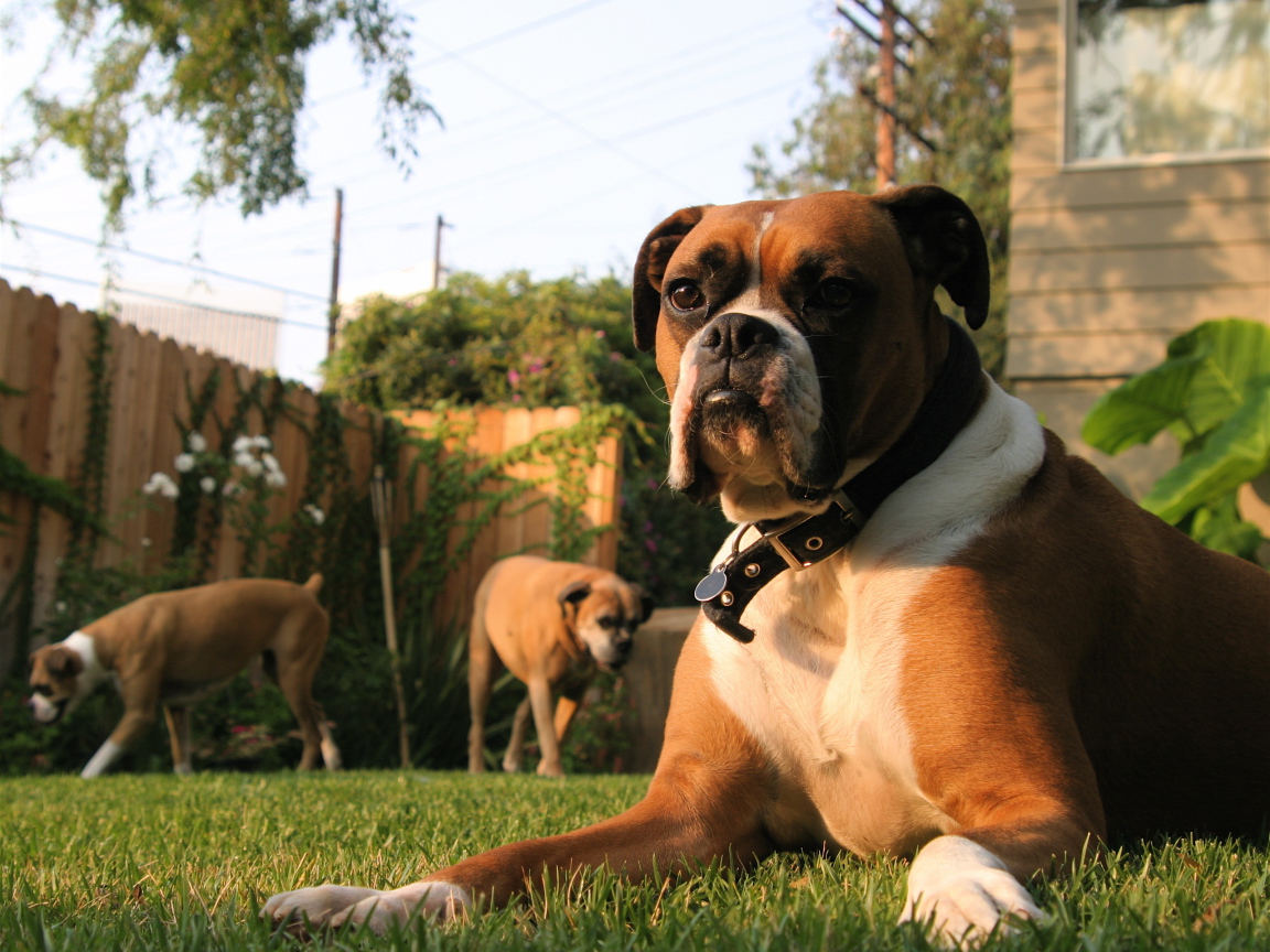 Три боксёра во дворе дома