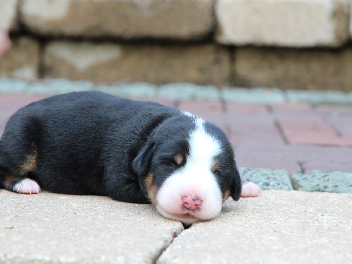 Крохотный щенок большого швейцарского зенненхунда