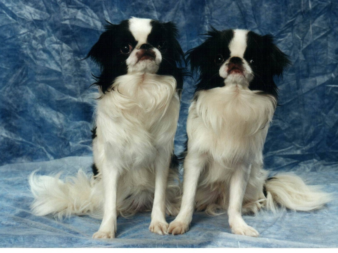 Два японских хина на синем фоне