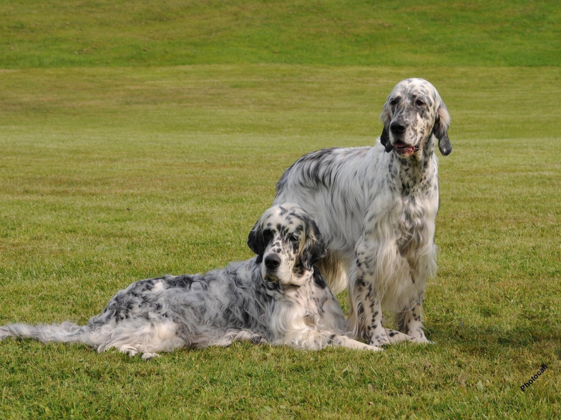 Два взрослых английских сеттера