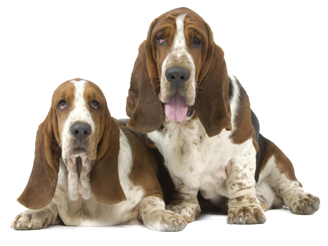 Два бассет-хаунда на белом фоне