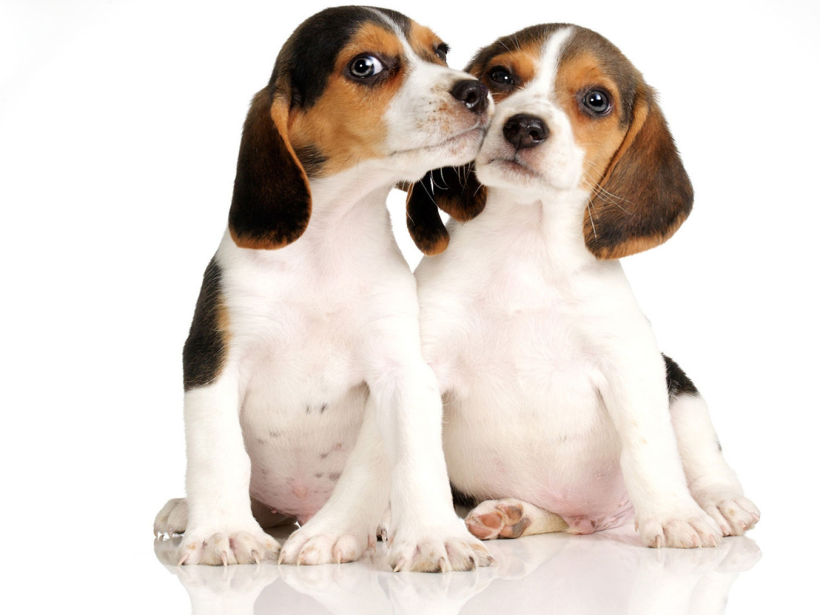 Два щенка породы бигль на белом фоне