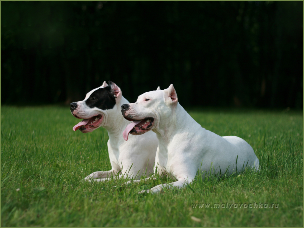 Два красивых аргентинских дога