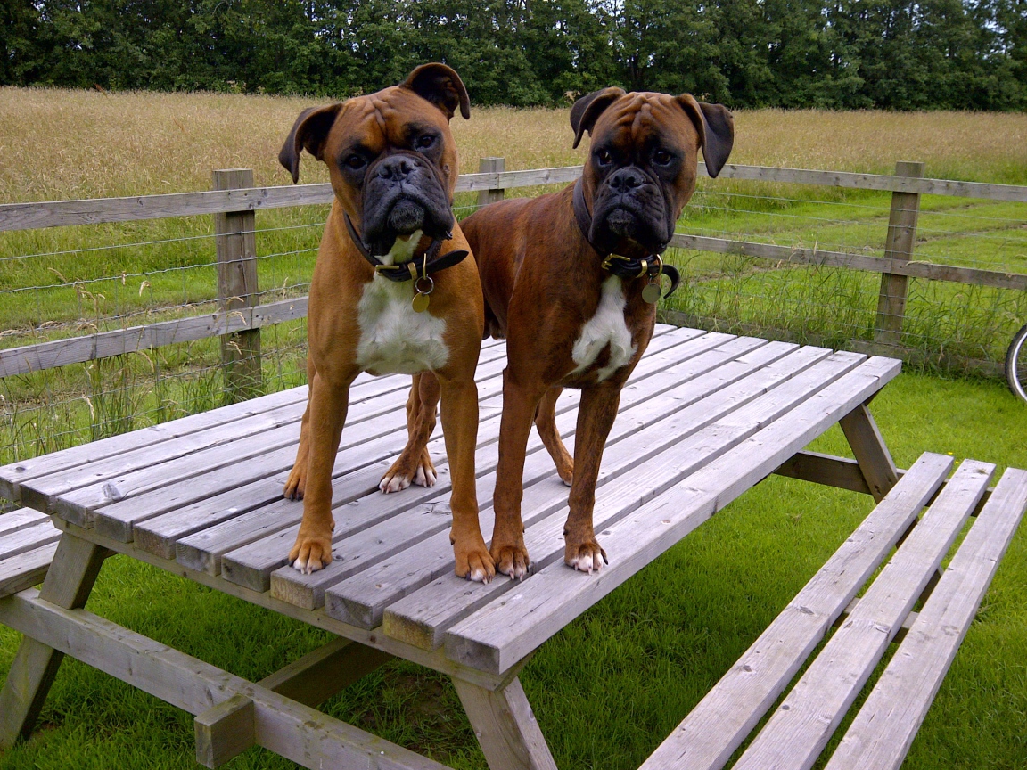Two boxers on a wooden table