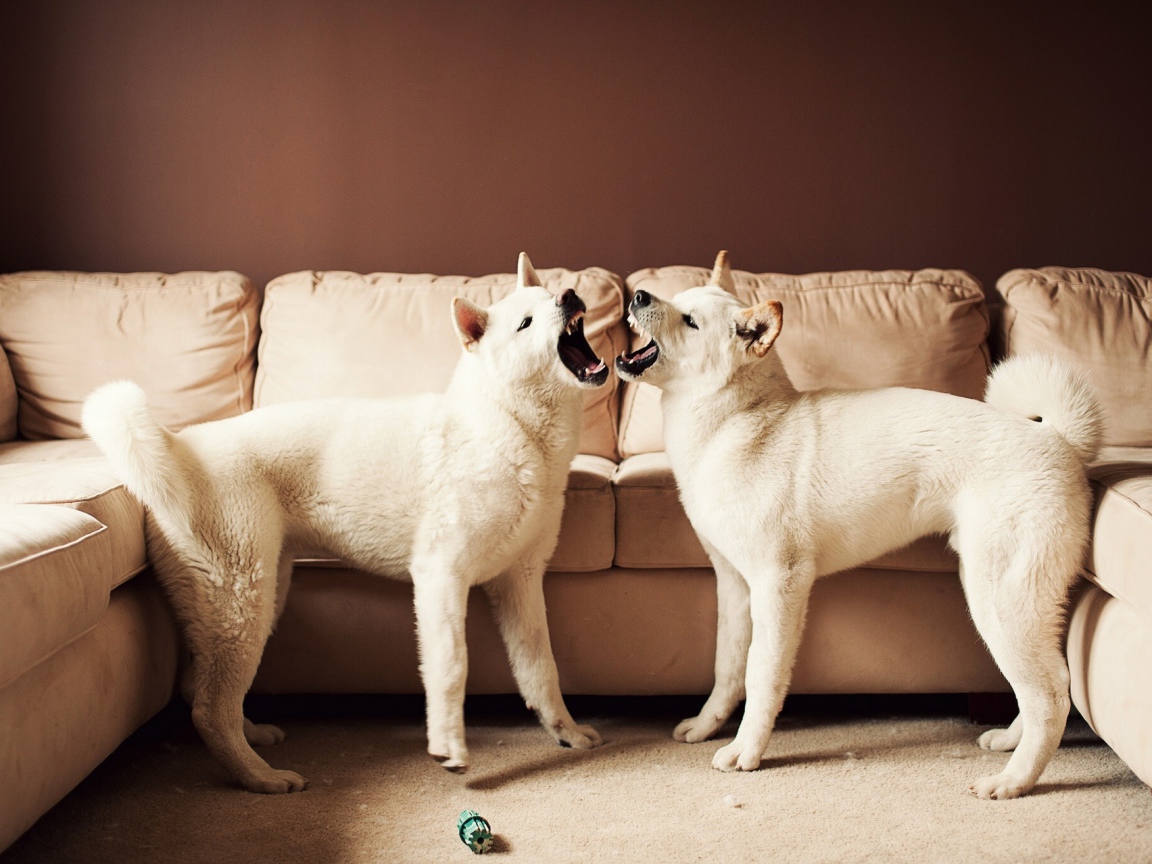 Две собаки акита-ину злятся