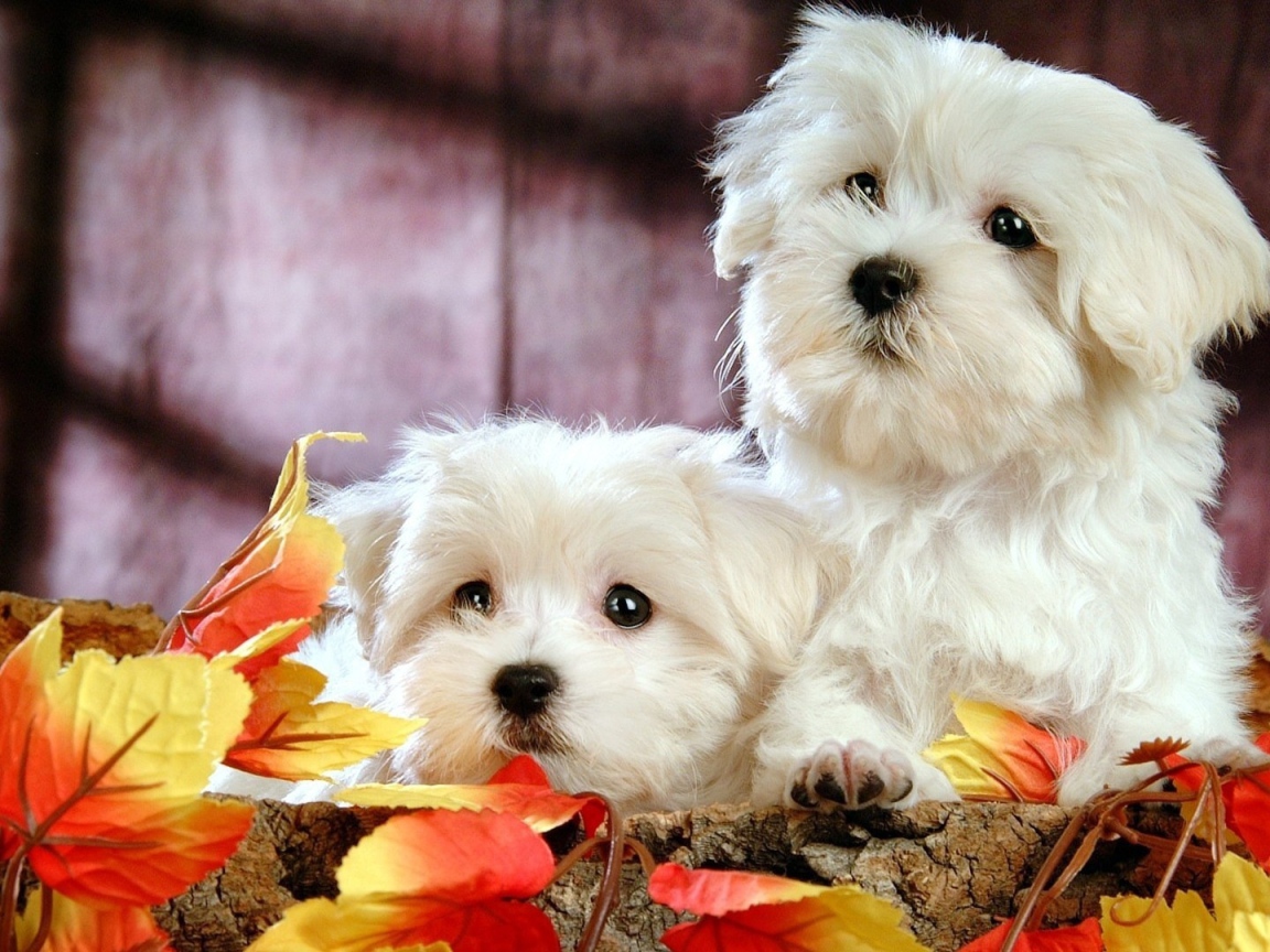 Две собаки породы бишон-фриз в осенних листьях