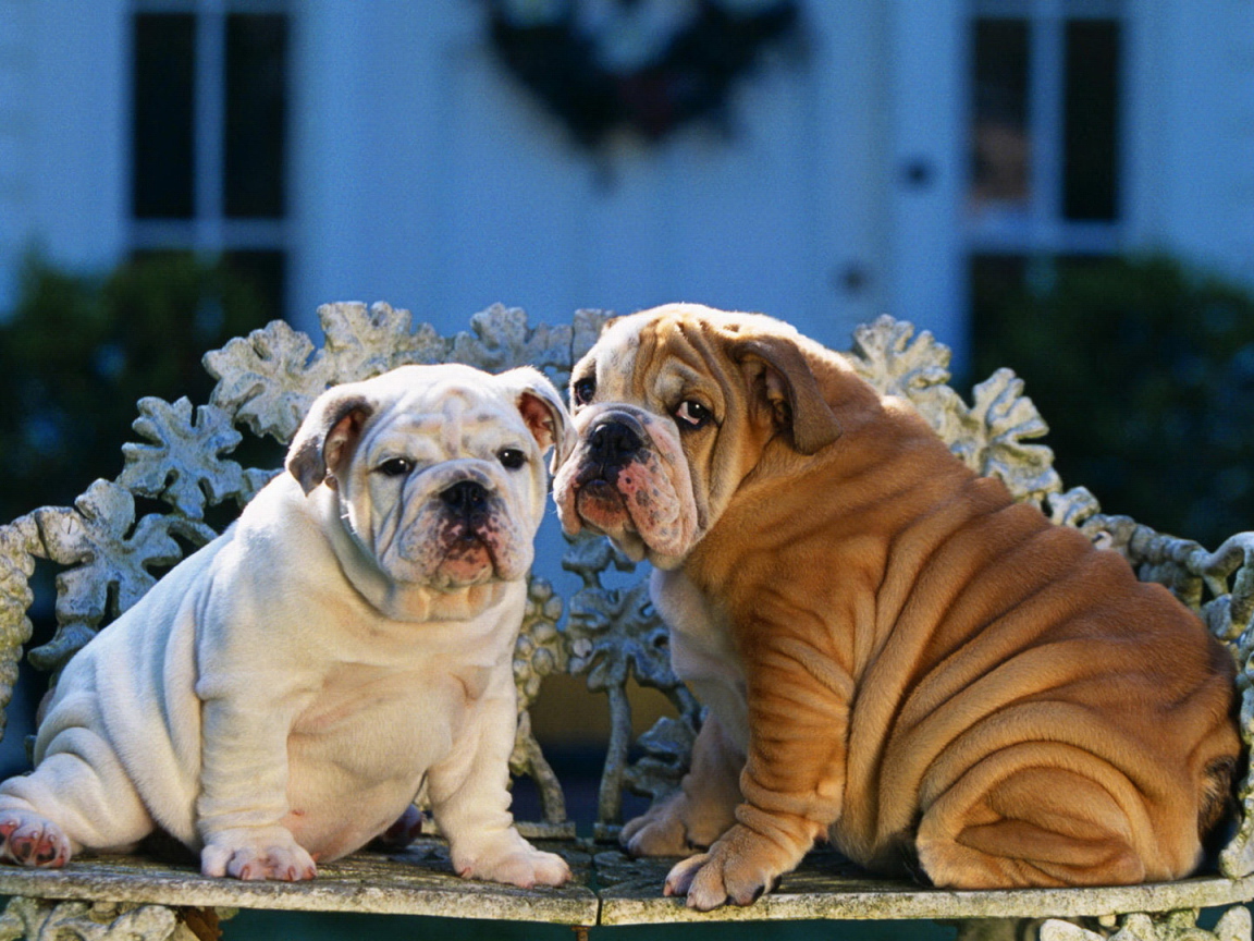 Два шарпея сидят на скамейке