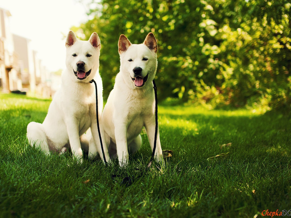 Две белые собаки акита-ину на траве
