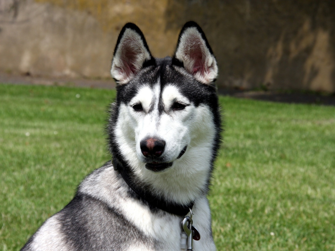 Молодой аляскинский маламут на улице