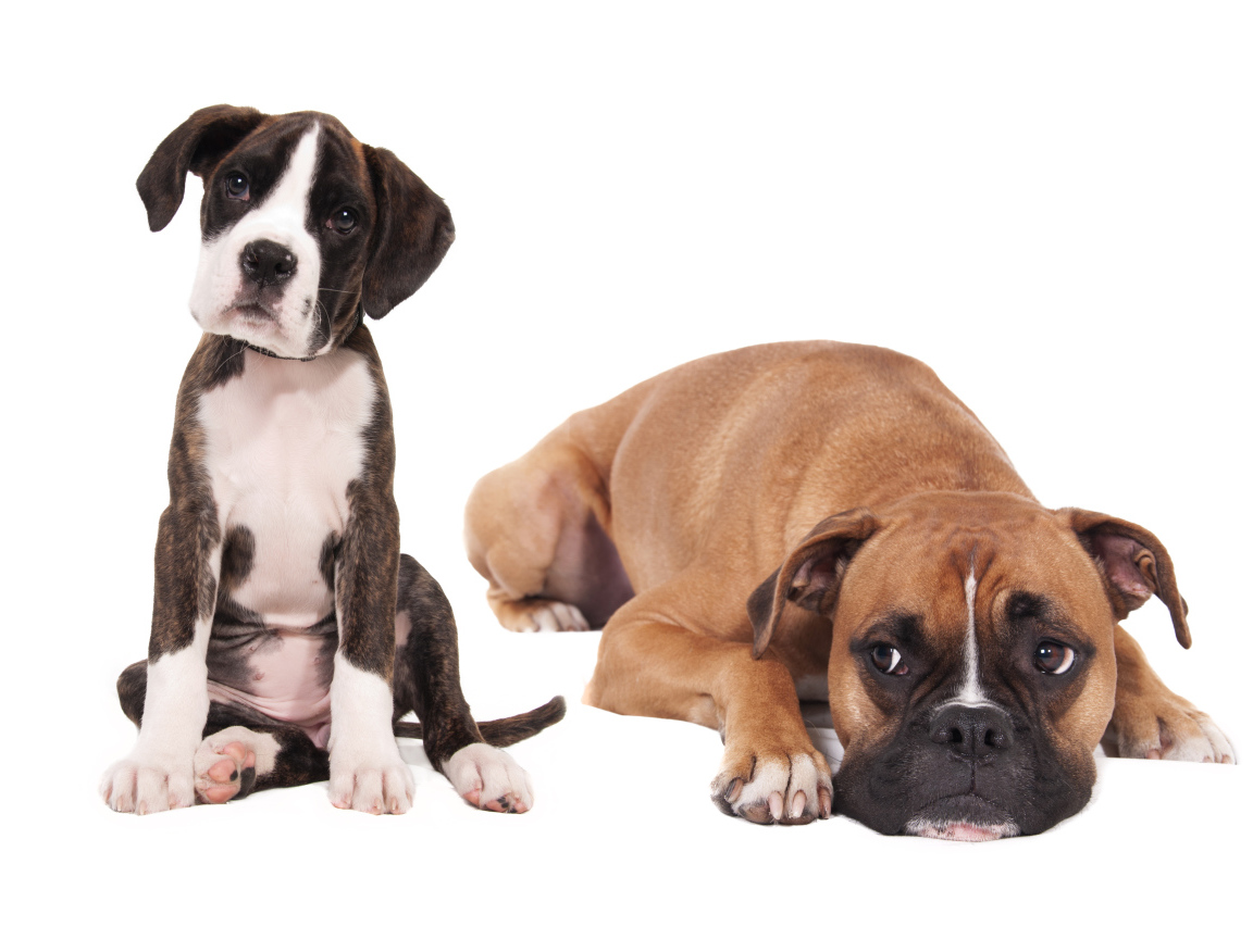 Молодой и взрослый боксеры на белом фоне