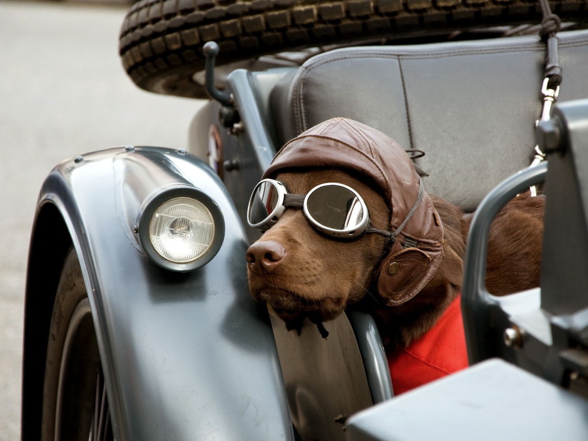 Собака в шлеме и очках