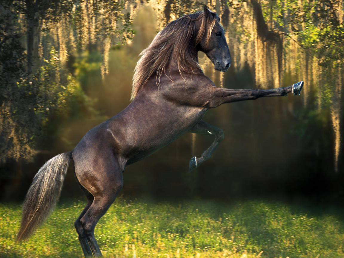 Красивые породы лошадей