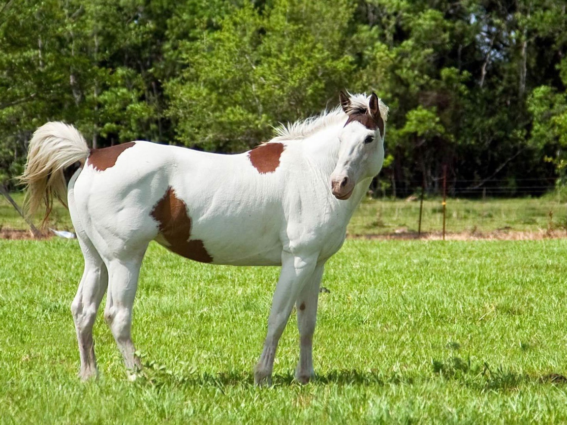 Colored horse