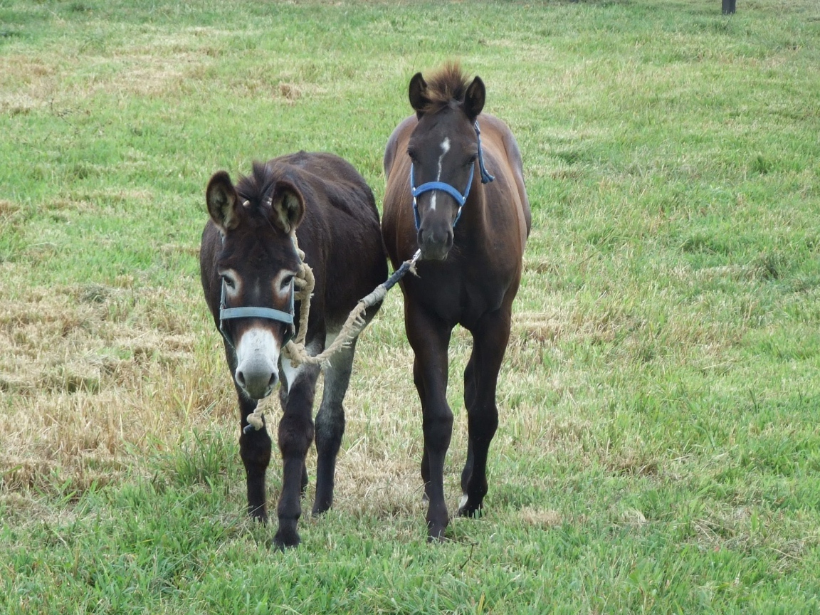 Осел и лошадь