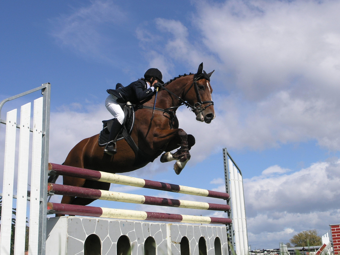 Знаменитые лошади