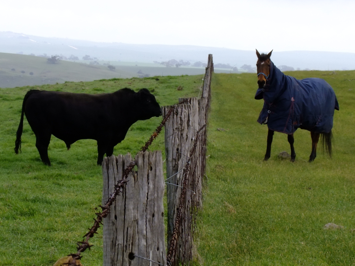 Лошадь и бык